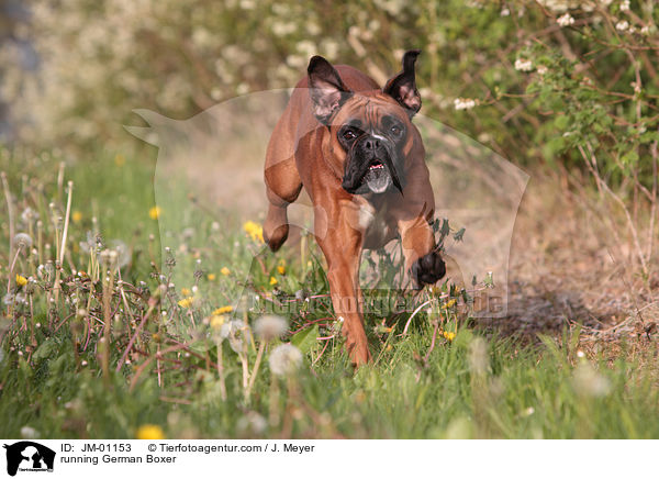 rennender Deutscher Boxer / running German Boxer / JM-01153