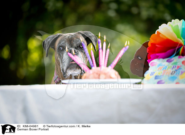 Deutscher Boxer Portrait / German Boxer Portrait / KMI-04981