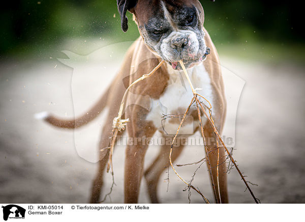 Deutscher Boxer / German Boxer / KMI-05014