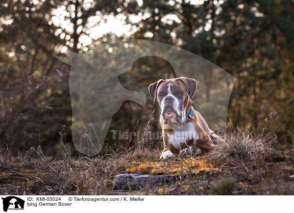 liegender Deutscher Boxer / lying German Boxer / KMI-05024