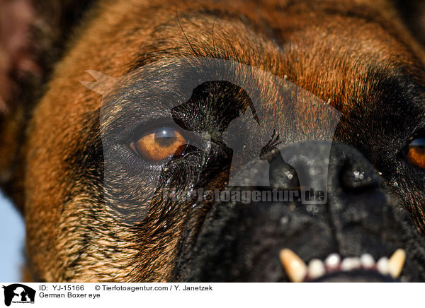 Deutscher Boxer Auge / German Boxer eye / YJ-15166
