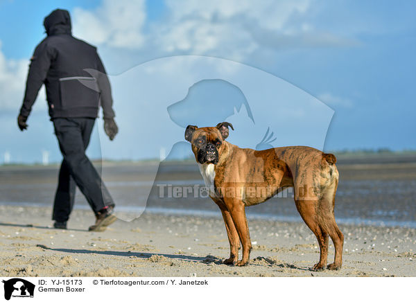 Deutscher Boxer / German Boxer / YJ-15173