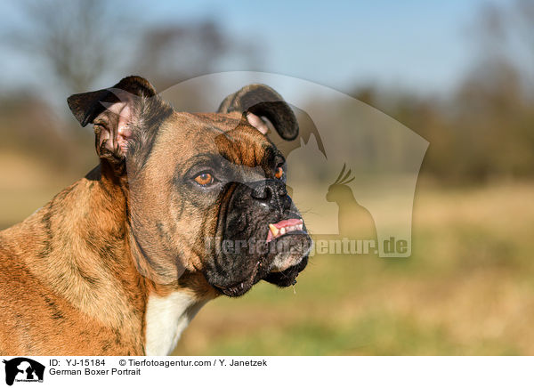 Deutscher Boxer Portrait / German Boxer Portrait / YJ-15184