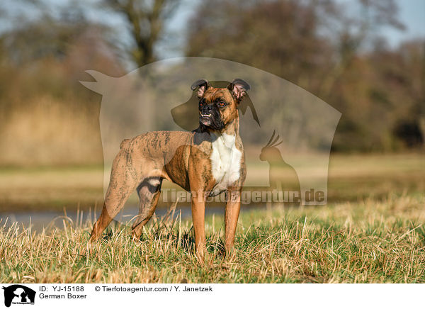 Deutscher Boxer / German Boxer / YJ-15188