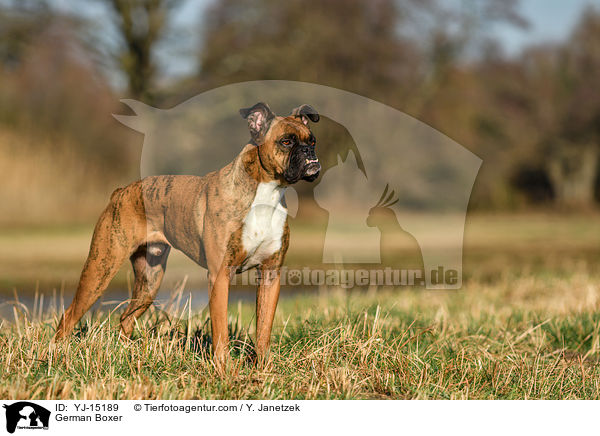 Deutscher Boxer / German Boxer / YJ-15189