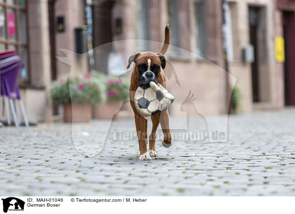 Deutscher Boxer / German Boxer / MAH-01046