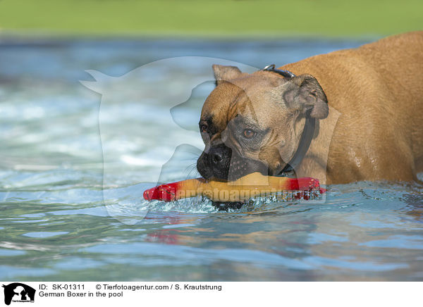 Deutscher Boxer im Pool / German Boxer in the pool / SK-01311