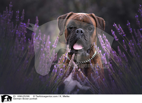 Deutscher Boxer Portrait / German Boxer portrait / KMI-05298