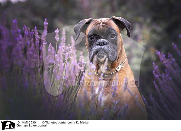 Deutscher Boxer Portrait / German Boxer portrait / KMI-05301
