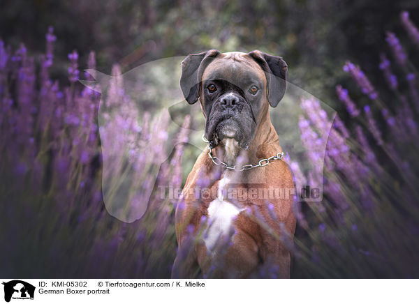 Deutscher Boxer Portrait / German Boxer portrait / KMI-05302