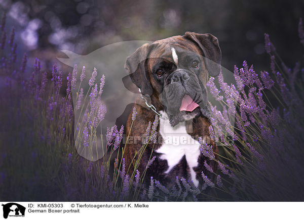 Deutscher Boxer Portrait / German Boxer portrait / KMI-05303