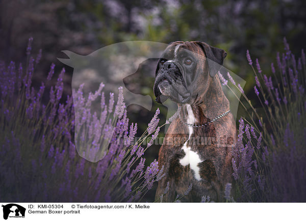Deutscher Boxer Portrait / German Boxer portrait / KMI-05304