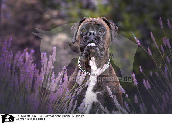 Deutscher Boxer Portrait / German Boxer portrait / KMI-05306