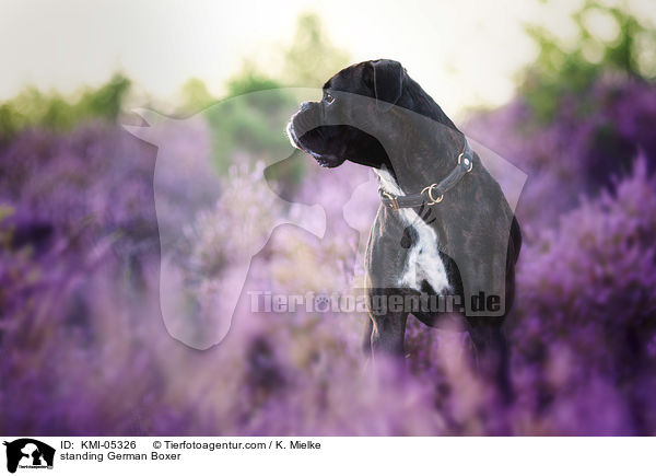 stehender Deutscher Boxer / standing German Boxer / KMI-05326