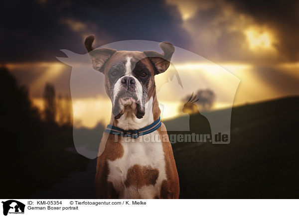 Deutscher Boxer Portrait / German Boxer portrait / KMI-05354