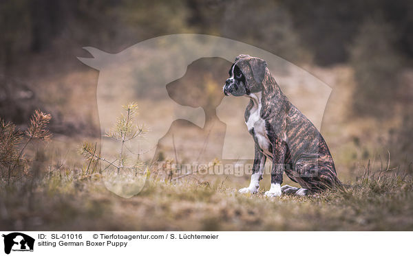sitzender Deutscher Boxer Welpe / sitting German Boxer Puppy / SL-01016