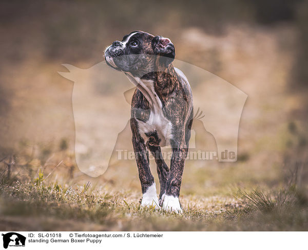 stehender Deutscher Boxer Welpe / standing German Boxer Puppy / SL-01018
