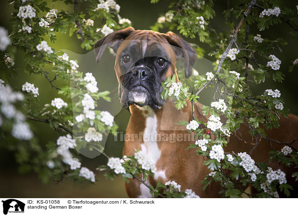 stehender Deutscher Boxer / standing German Boxer / KS-01058