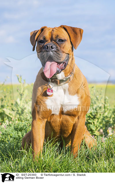 sitzender Deutscher Boxer / sitting German Boxer / SST-20393