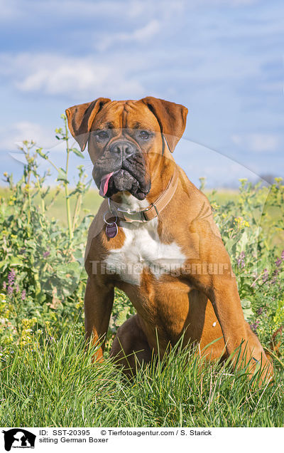 sitzender Deutscher Boxer / sitting German Boxer / SST-20395