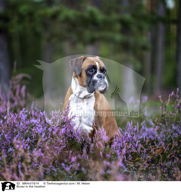 Deutscher Boxer in der Heide / Boxer in the heather / MAH-01614