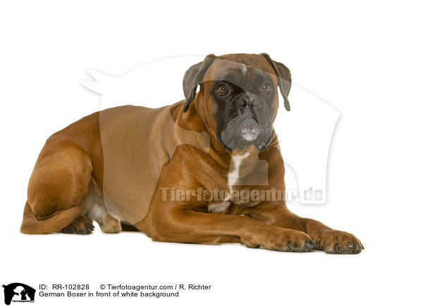 Deutscher Boxer vor wei�em Hintergrund / German Boxer in front of white background / RR-102828