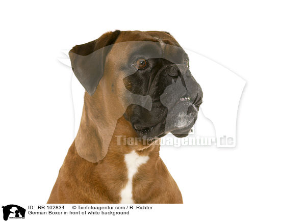Deutscher Boxer vor wei�em Hintergrund / German Boxer in front of white background / RR-102834