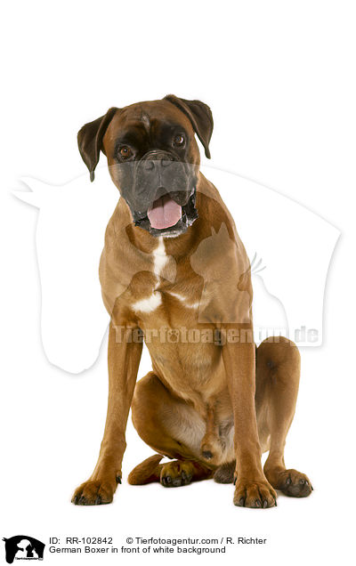 Deutscher Boxer vor wei�em Hintergrund / German Boxer in front of white background / RR-102842