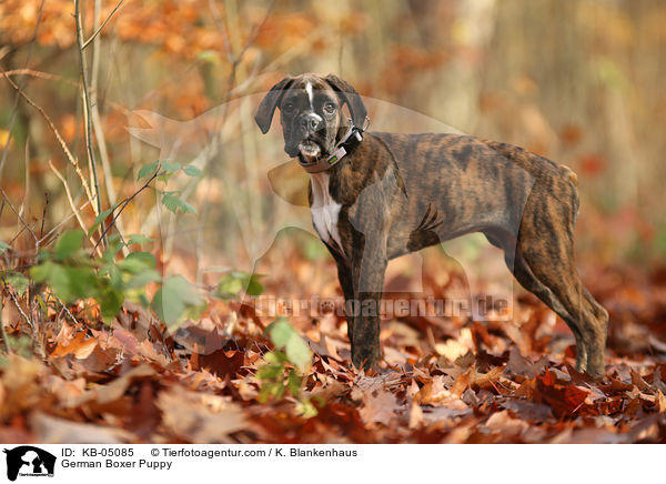Deutscher Boxer Welpe / German Boxer Puppy / KB-05085