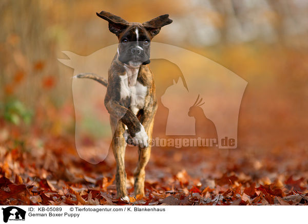 Deutscher Boxer Welpe / German Boxer Puppy / KB-05089