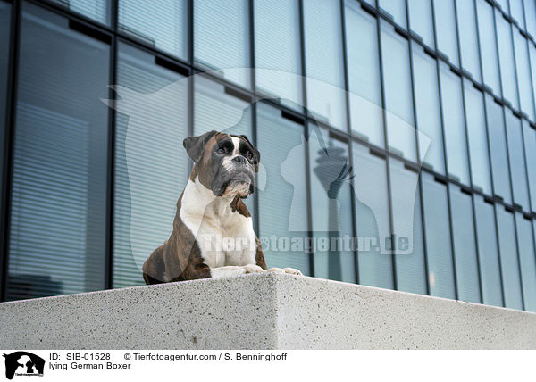 liegender Deutscher Boxer / lying German Boxer / SIB-01528