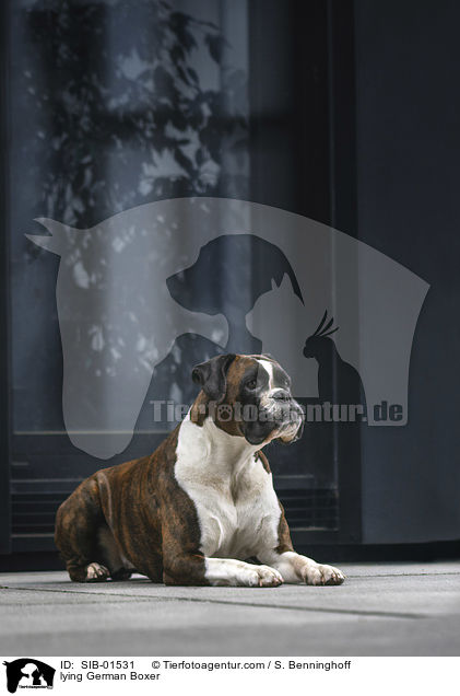 liegender Deutscher Boxer / lying German Boxer / SIB-01531