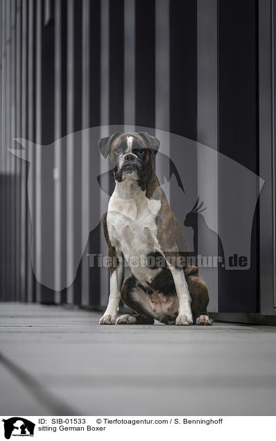 sitzender Deutscher Boxer / sitting German Boxer / SIB-01533