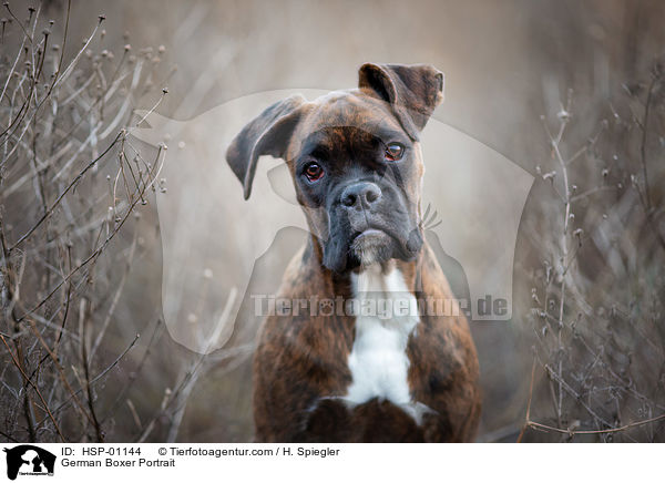 Deutscher Boxer Portrait / German Boxer Portrait / HSP-01144