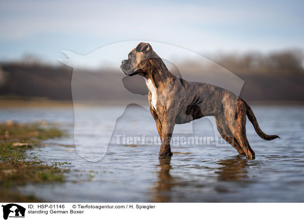 stehender Deutscher Boxer / standing German Boxer / HSP-01146