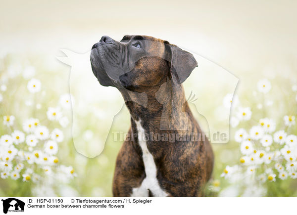 Deutscher Boxer zwischen Kamillenblten / German boxer between chamomile flowers / HSP-01150