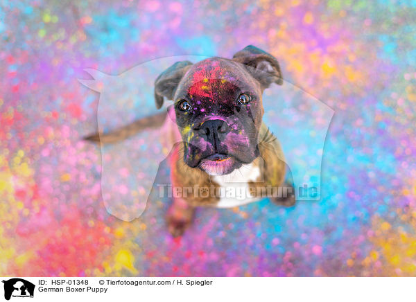 German Boxer Puppy / HSP-01348