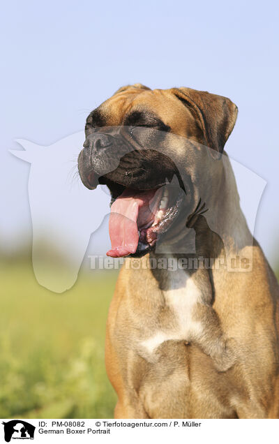 German Boxer Portrait / PM-08082