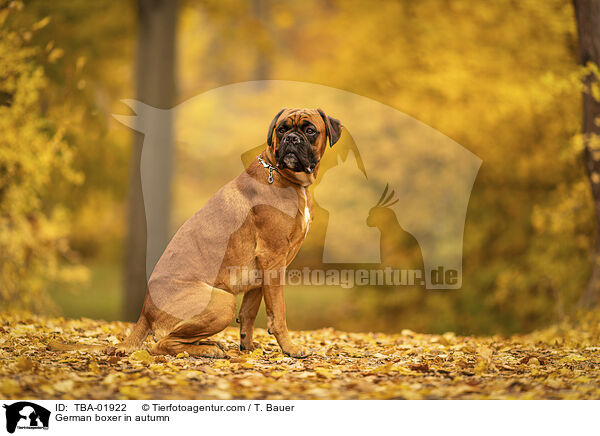 Deutscher Boxer im Herbst / German boxer in autumn / TBA-01922
