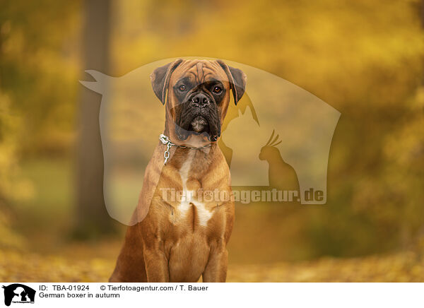 Deutscher Boxer im Herbst / German boxer in autumn / TBA-01924