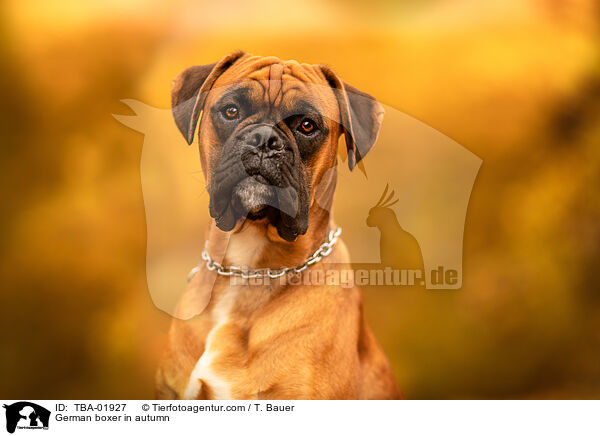 Deutscher Boxer im Herbst / German boxer in autumn / TBA-01927