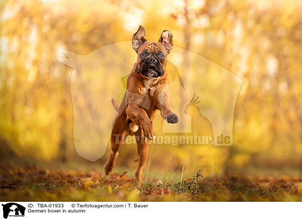 Deutscher Boxer im Herbst / German boxer in autumn / TBA-01933