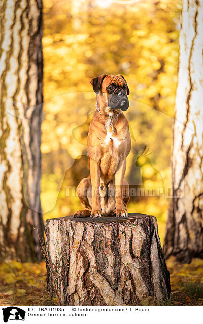Deutscher Boxer im Herbst / German boxer in autumn / TBA-01935