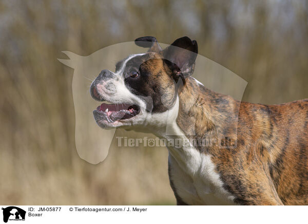 Deutscher Boxer / Boxer / JM-05877