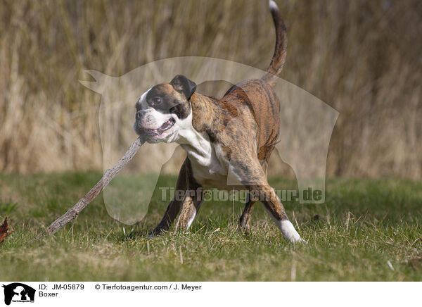 Deutscher Boxer / Boxer / JM-05879
