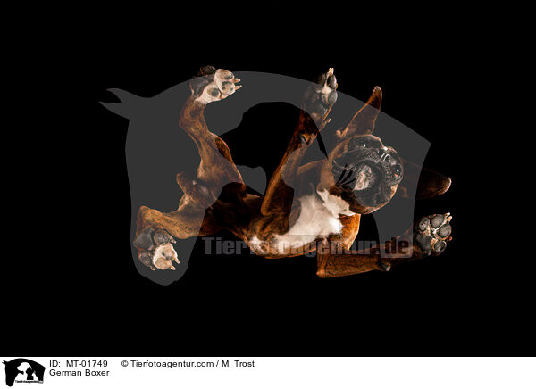Deutscher Boxer / German Boxer / MT-01749