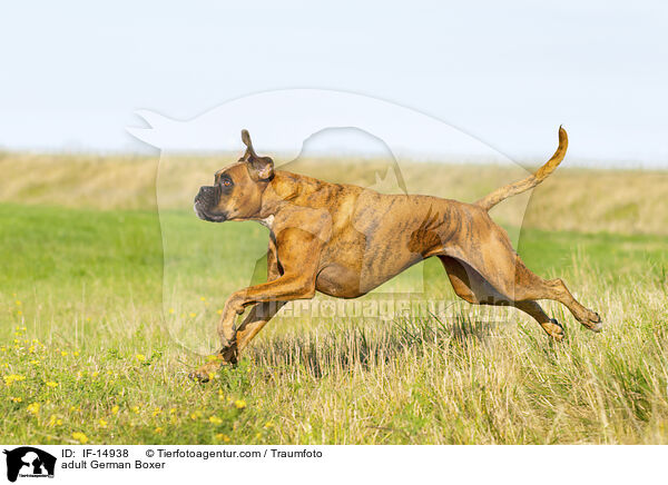 ausgewachsener Deutscher Boxer / adult German Boxer / IF-14938