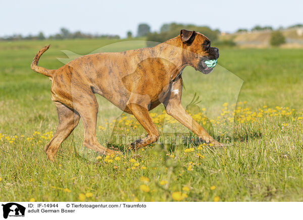ausgewachsener Deutscher Boxer / adult German Boxer / IF-14944