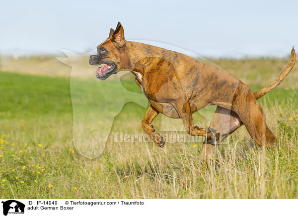 ausgewachsener Deutscher Boxer / adult German Boxer / IF-14949