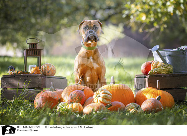 Deutscher Boxer / German Boxer / MAH-03092